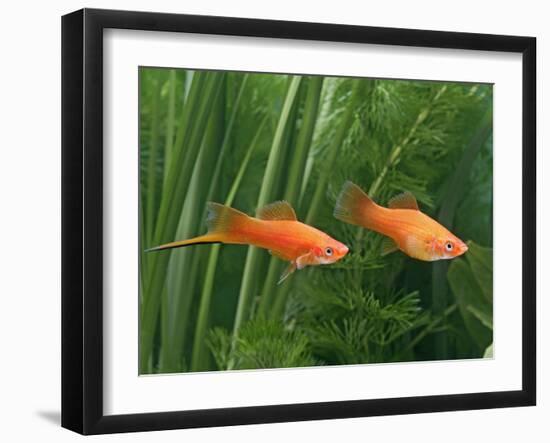 Red Swordtail Pair Side View-null-Framed Photographic Print