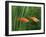 Red Swordtail Pair Side View-null-Framed Photographic Print