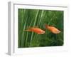 Red Swordtail Pair Side View-null-Framed Photographic Print