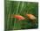 Red Swordtail Pair Side View-null-Mounted Photographic Print
