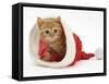 Red Tabby Kitten in a Father Christmas Hat-Jane Burton-Framed Stretched Canvas