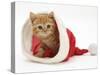 Red Tabby Kitten in a Father Christmas Hat-Jane Burton-Stretched Canvas