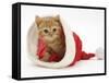 Red Tabby Kitten in a Father Christmas Hat-Jane Burton-Framed Stretched Canvas