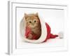 Red Tabby Kitten in a Father Christmas Hat-Jane Burton-Framed Photographic Print