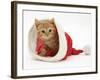 Red Tabby Kitten in a Father Christmas Hat-Jane Burton-Framed Photographic Print