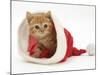 Red Tabby Kitten in a Father Christmas Hat-Jane Burton-Mounted Photographic Print