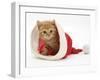 Red Tabby Kitten in a Father Christmas Hat-Jane Burton-Framed Photographic Print