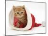 Red Tabby Kitten in a Father Christmas Hat-Jane Burton-Mounted Photographic Print