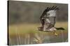 Red-tail Hawk-Ken Archer-Stretched Canvas