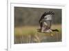 Red-tail Hawk-Ken Archer-Framed Premium Photographic Print