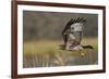 Red-tail Hawk-Ken Archer-Framed Premium Photographic Print