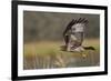 Red-tail Hawk-Ken Archer-Framed Premium Photographic Print