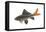 Red-Tailed Black "Shark" (Labeo Bicolor), Fishes-Encyclopaedia Britannica-Framed Stretched Canvas