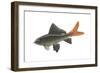 Red-Tailed Black "Shark" (Labeo Bicolor), Fishes-Encyclopaedia Britannica-Framed Art Print