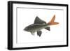 Red-Tailed Black "Shark" (Labeo Bicolor), Fishes-Encyclopaedia Britannica-Framed Art Print