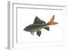 Red-Tailed Black "Shark" (Labeo Bicolor), Fishes-Encyclopaedia Britannica-Framed Art Print