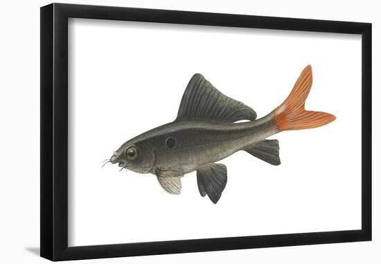 Red-Tailed Black "Shark" (Labeo Bicolor), Fishes-Encyclopaedia Britannica-Framed Poster