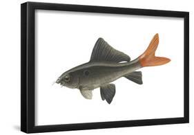 Red-Tailed Black "Shark" (Labeo Bicolor), Fishes-Encyclopaedia Britannica-Framed Poster