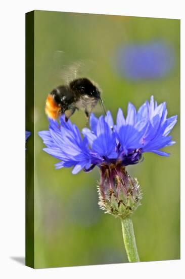 Red-Tailed Bumblebee and Cornflower-null-Stretched Canvas