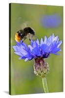 Red-Tailed Bumblebee and Cornflower-null-Stretched Canvas