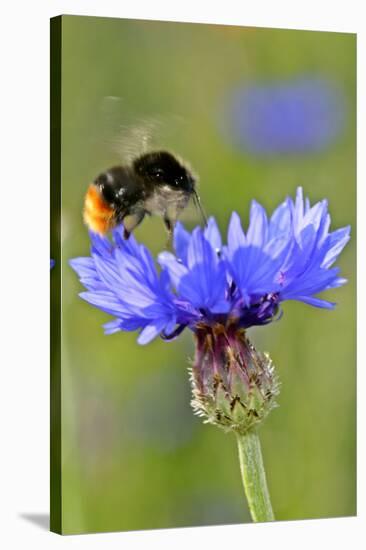 Red-Tailed Bumblebee and Cornflower-null-Stretched Canvas