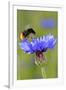 Red-Tailed Bumblebee and Cornflower-null-Framed Photographic Print