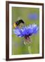 Red-Tailed Bumblebee and Cornflower-null-Framed Photographic Print