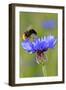 Red-Tailed Bumblebee and Cornflower-null-Framed Photographic Print