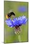 Red-Tailed Bumblebee and Cornflower-null-Mounted Photographic Print
