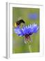 Red-Tailed Bumblebee and Cornflower-null-Framed Photographic Print