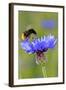 Red-Tailed Bumblebee and Cornflower-null-Framed Photographic Print