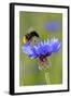 Red-Tailed Bumblebee and Cornflower-null-Framed Photographic Print