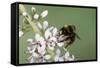 Red-Tailed Bumblebee, Male on Garden Flower-null-Framed Stretched Canvas