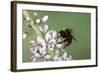 Red-Tailed Bumblebee, Male on Garden Flower-null-Framed Photographic Print