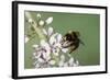 Red-Tailed Bumblebee, Male on Garden Flower-null-Framed Photographic Print