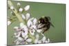 Red-Tailed Bumblebee, Male on Garden Flower-null-Mounted Photographic Print