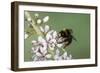 Red-Tailed Bumblebee, Male on Garden Flower-null-Framed Photographic Print