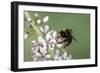 Red-Tailed Bumblebee, Male on Garden Flower-null-Framed Photographic Print