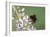 Red-Tailed Bumblebee, Male on Garden Flower-null-Framed Photographic Print
