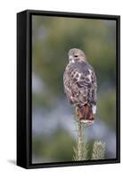 Red-Tailed Hawk Adult-null-Framed Stretched Canvas