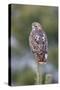 Red-Tailed Hawk Adult-null-Stretched Canvas