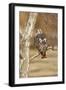 Red-Tailed Hawk Adult-null-Framed Premium Photographic Print