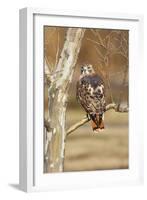 Red-Tailed Hawk Adult-null-Framed Premium Photographic Print