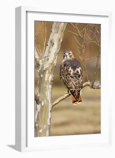 Red-Tailed Hawk Adult-null-Framed Premium Photographic Print