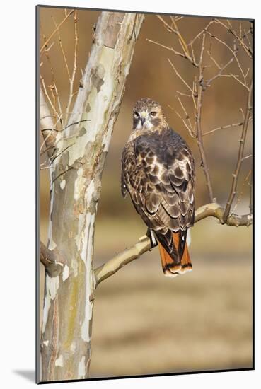 Red-Tailed Hawk Adult-null-Mounted Premium Photographic Print