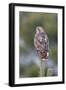 Red-Tailed Hawk Adult-null-Framed Photographic Print