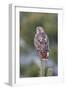 Red-Tailed Hawk Adult-null-Framed Photographic Print