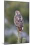 Red-Tailed Hawk Adult-null-Mounted Photographic Print