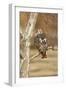 Red-Tailed Hawk Adult-null-Framed Photographic Print