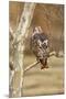 Wood Mount